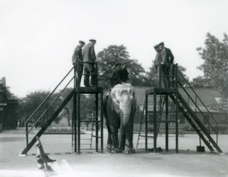 Syed Ali traint Indiarani, terwijl ander personeel en verzorgers toekijken, London Zoo, juni 1922